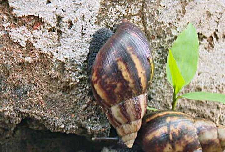 A prevenção da infestação é a melhor forma de controle. Para isso, é importante que a população tome medidas para evitar a entrada e a disseminação dos caramujos africanos.