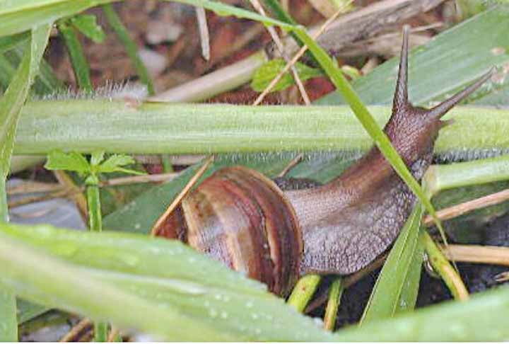 Atualmente, embora não tenham sido erradicados no país, exemplares gigantes desses caramujos já não são mais tão comuns, e a população desse bicho diminuiu consideravelmente.