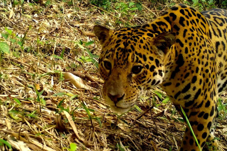 Monitoramento flagrou apenas 11 onças nos últimos seis anos
