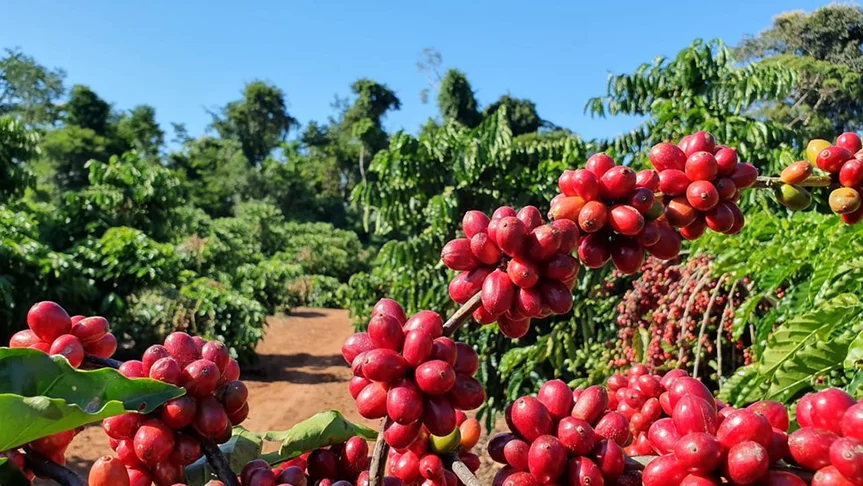 Na produção de cafés especiais, são usados apenas os frutos maduros, que estão amarelos ou vermelhos. E poucos grãos imperfeitos passam pelo processo. Daí a qualidade superior. 