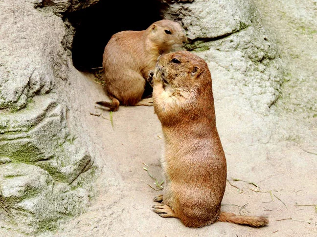 Marmotas - Ficam hibernando mais do que uma estação. Ao todo, permanecem na toca, sem se alimentar, por sete ou oito meses do ano.