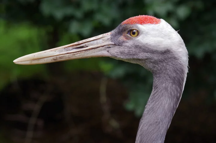 O grou-japonês, também conhecido como grou-da-manchúria (Grus japonensis), é uma ave majestosa nativa da Ásia Oriental, presente em países como Japão, China, Coreia e Mongólia. 