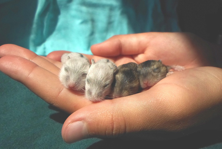 Veja alguns animais que dormem durante o inverno. 