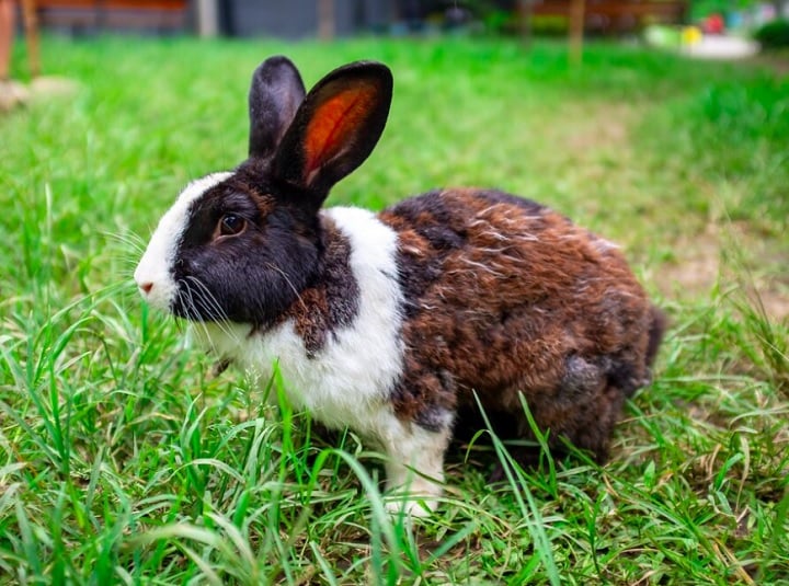 A expectativa de vida média de um coelho varia de 8 a 12 anos, com alguns podendo viver até 15 anos.