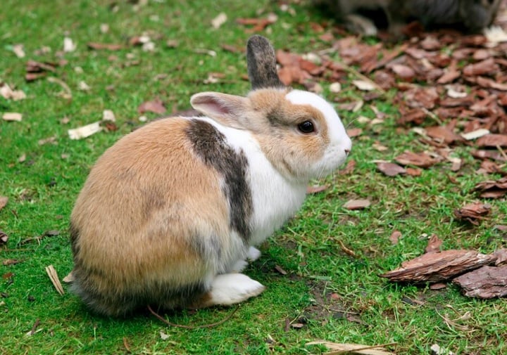 Para tê-los como animal de estimação, são necessários alguns cuidados: eles precisam de espaço para se exercitar, então é importante ter um espaço grande o suficiente para eles se moverem.