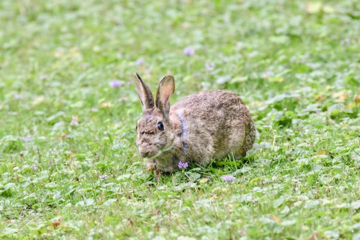 As orelhas compridas desses animais auxiliam na audição e na regulação da temperatura corporal. Já as patas dianteiras são curtas e fortes para escavar, enquanto as traseiras são longas e musculosas, o que ajuda eles a saltar.