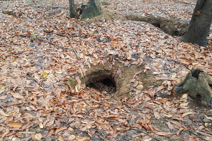 Na vida selvagem, os coelhos são encontrados em vários habitats ao redor do mundo. Eles costumam viver em tocas, campos, florestas e áreas gramadas.