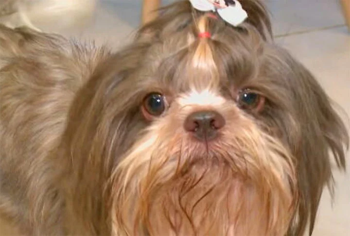 Com o mundo cada vez mais globalizado, os tutores brasileiros falam até em inglês com seus pets. É o caso de 9% dos entrevistados.