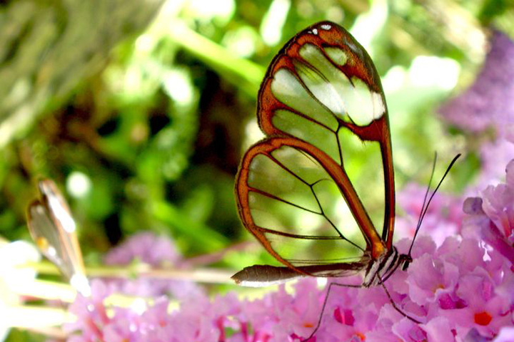 Greta Oto - Também é transparente e conhecida como espelho. O envoltório das asas pode ter diversas cores. Geralmente, branco, laranja, marrom ou vermelho. Encontrada na América Central, é resistente à toxina das plantas. Por isso, podem até se alimentar de plantas que são tóxicas para outras espécies. 
