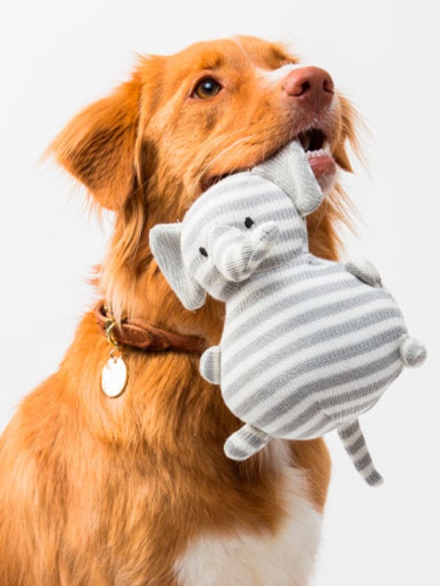 Já para os pets masculinos, Bob, Thor e Fred encabeçam a lista, de acordo com a pesquisa.