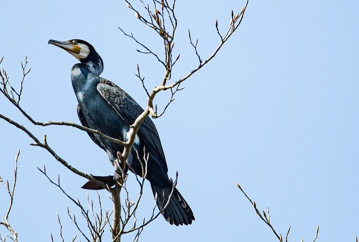 O gênero Corvus abriga um leque de mais de 45 espécies, cada uma com características únicas que as permitem se adaptar a uma ampla gama de habitats. 