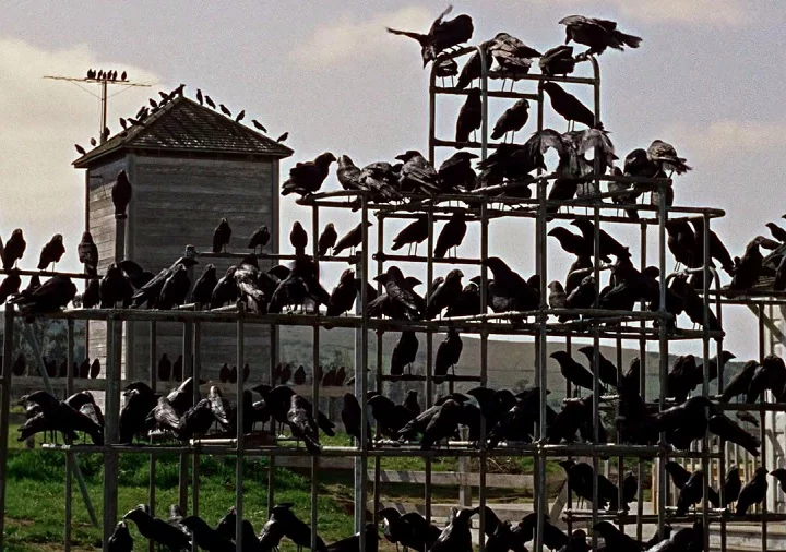 No clássico do suspense Os Pássaros (1963), de Alfred Hitchcock, os personagens são aterrorizados e atacados por centenas de aves, entre elas os corvos.