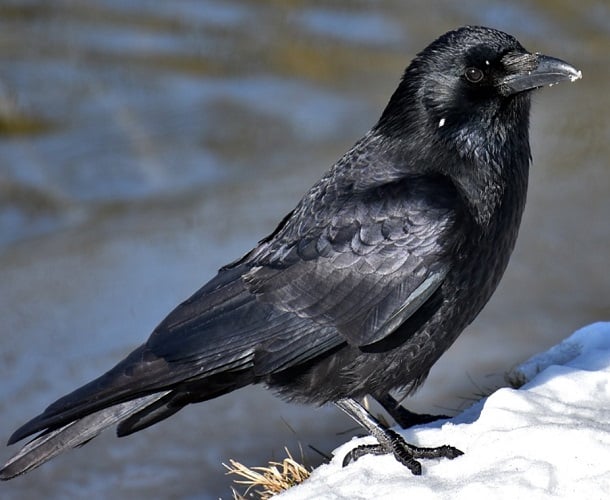 De acordo com a pesquisa, esses pássaros não só conseguem contar, mas também podem responder de acordo com o numeral que estão vendo. 