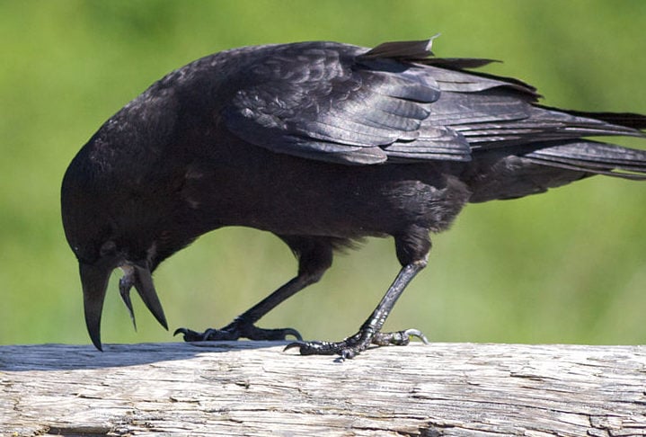 Os corvos são reconhecidos por sua inteligência excepcional, comparável à de primatas. 