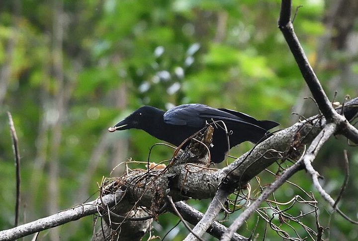 Não é de hoje que cientistas estudam as capacidades cognitivas dos corvos. Uma observação feita com corvos-da-nova-caledônia, por exemplo, mostrou que eles são capazes de criar suas próprias ferramentas para conseguir comida.