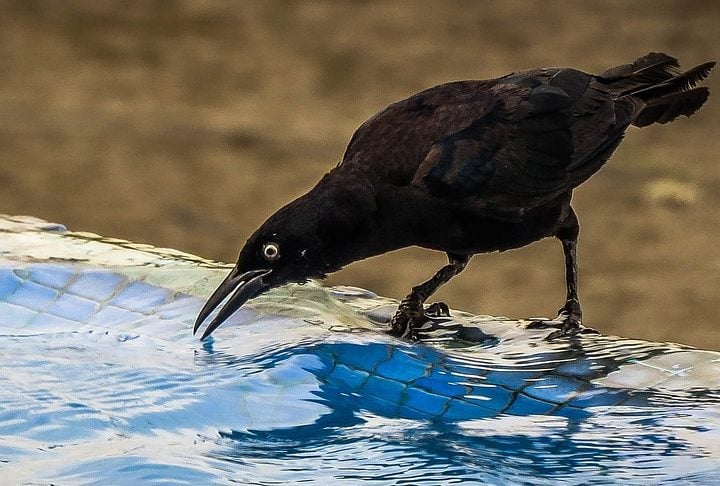 Essa inteligência se manifesta em diversos comportamentos, como a fabricação de ferramentas rudimentares com gravetos para alcançar alimentos escondidos ou a utilização de armadilhas para capturar presas.