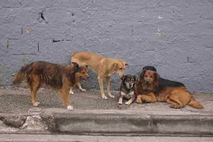 Esses carrapatos são conhecidos por transmitir doenças como a erliquiose e a babesiose canina, que podem ser graves e até mesmo fatais para os animais. 