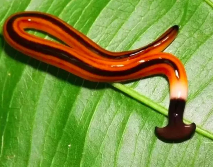 O Bipalium kewense (nome científico) é um tipo de verme achatado que não é parasita e vive na terra. Ele é parte de um grupo chamado Terricola e acredita-se que venha do sudeste asiático.