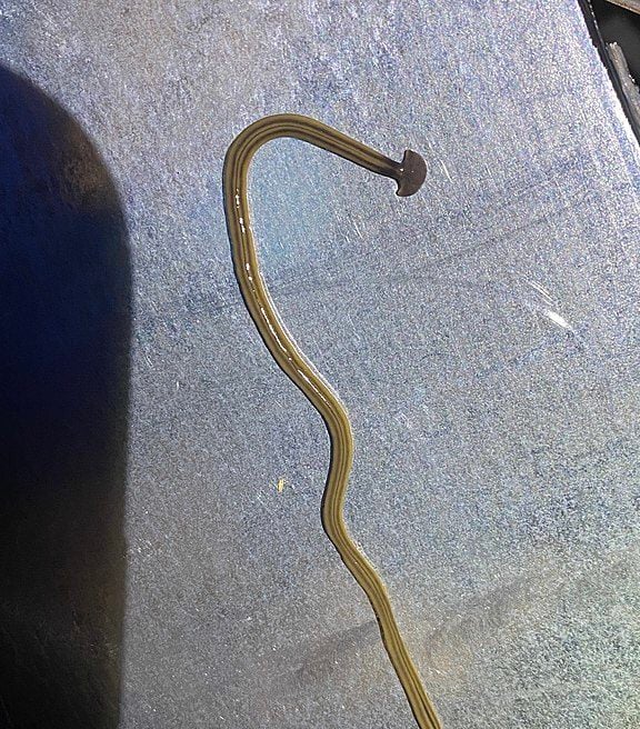 Ele é o maior platelminto desse tipo, podendo chegar a 60 centímetros de comprimento, e tem uma cabeça redonda que se parece com um martelo. 