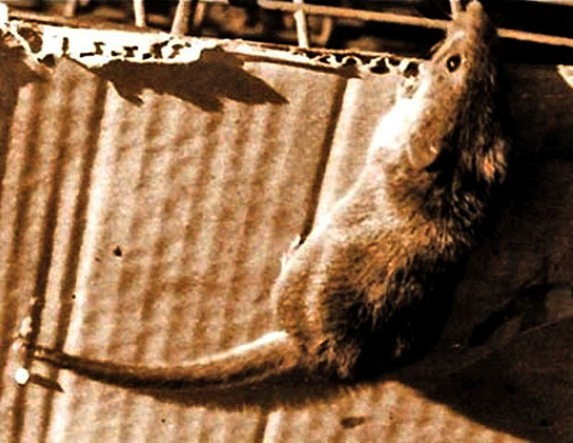 Rato-candango: Considerado um dos mamíferos mais raros do Brasil, a espécie foi extinta devido à destruição do seu habitat, causada pelas obras de construção de Brasília. 