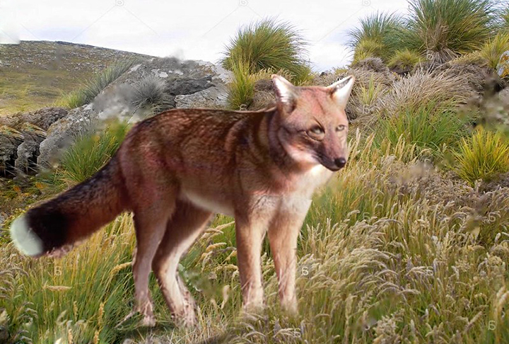 Raposa-das-Falkland: Extinto no século 19, esse era o único mamífero terrestre nativo das Ilhas Malvinas, localizadas a cerca de 400 km da costa da Argentina. As raposas eram caçadas por sua pele e por seus dentes.