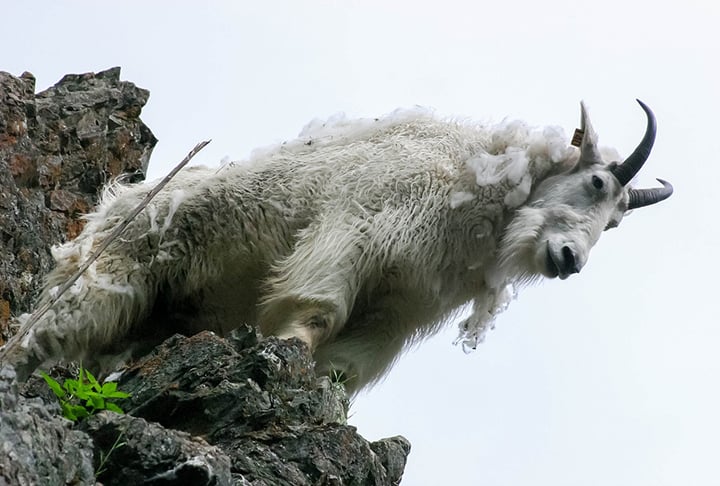 Cabra montesa: Também conhecido como íbex-ibérico, essa era uma espécie de mamífero natural da Península Ibérica, nas montanhas da Espanha e Portugal. O animal é ameaçada de extinção devido à caça e ao impacto do turismo na região.
