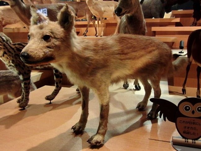Lobo-de-Honshu: Extinto no século 20, essa era uma subespécie de lobo-cinzento que habitava a ilha japonesa de Honshu. Era um animal carnívoro que se alimentava de uma variedade de presas, incluindo javalis e coelhos.