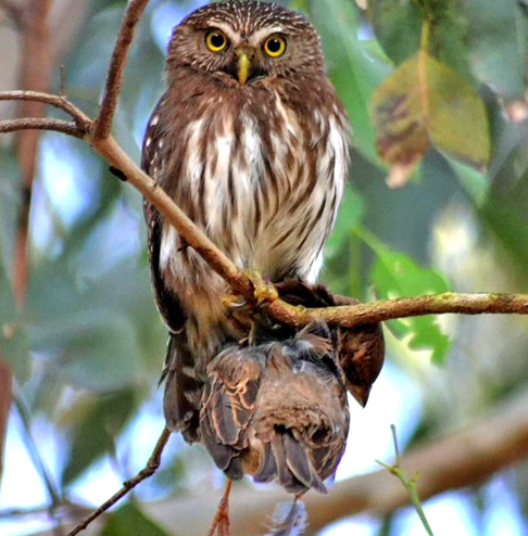 Além disso, as corujas têm um sistema auditivo altamente desenvolvido. Seus ouvidos assimétricos permitem que localizem presas pelo som, mesmo em total escuridão. 