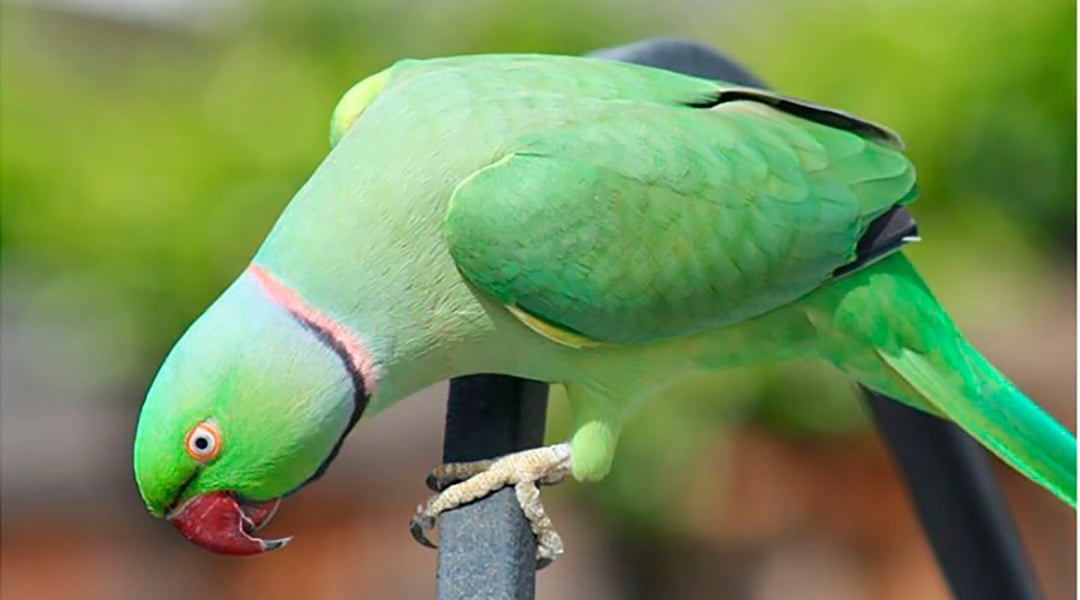Periquito-de-colar indiano - Tem cores vibrantes e uma plumagem no pescoço que dá impressão de colar. Mede cerca de 40 cm.  A envergadura das asas pode chegar a 50 cm. Vive até 60 anos. 