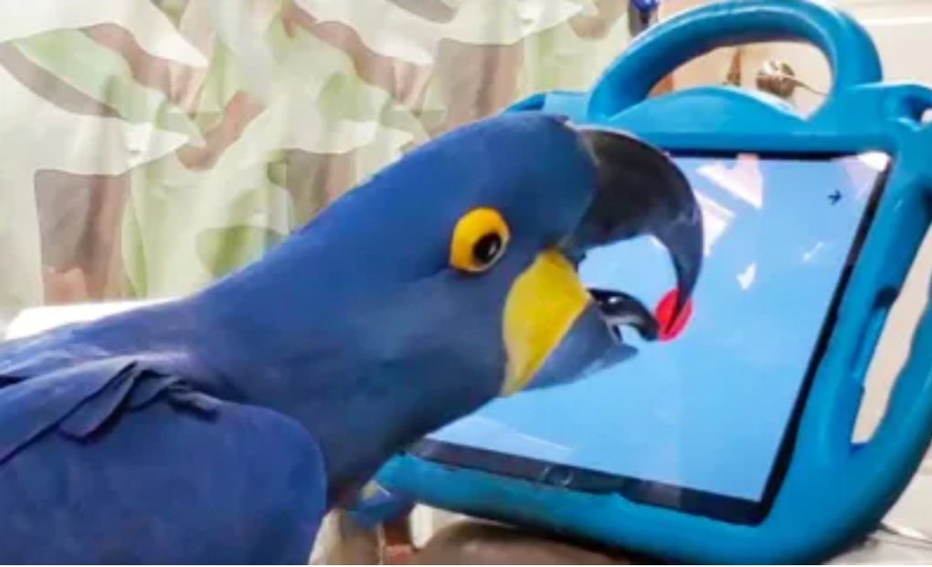 Ao projetarem um jogo para tablet para estouro de balões , os pesquisadores perceberam que eles ficam estimulados a participar do desafio. Os papagaios usaram a língua e o bico para estourar os balões virtuais. Mas, com isso, ficaram com os olhos muito perto da tela. A ideia é projetar tablets que sejam adaptados para essa função. 
