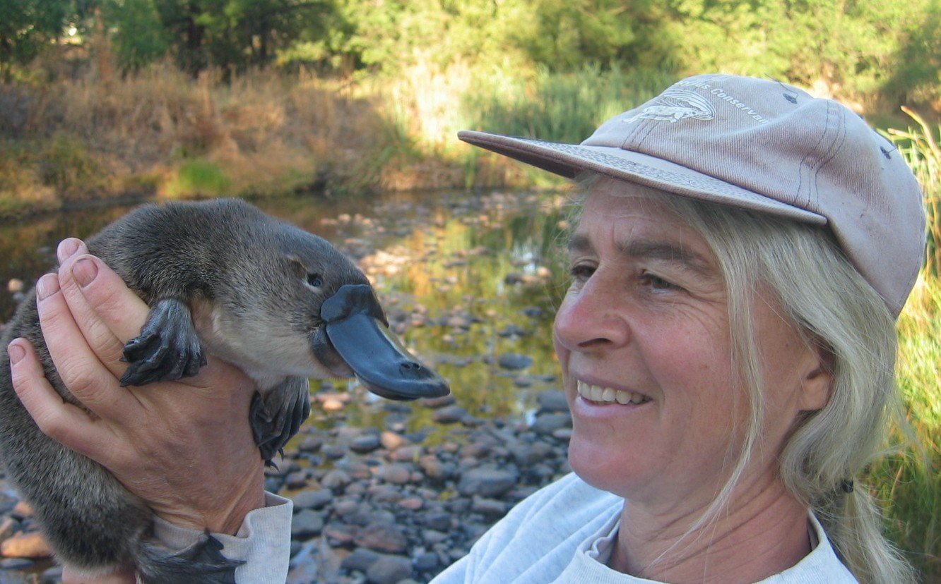 A Australian Platypus Conservancy é uma  uma organização não governamental e sem fins lucrativos, fundada em 1994 e  dedicada à conservação do ornitorrinco.    Os estudiosos fazem diversas ações de preservação e descrevem as principais ameaças para o animal, visando à sobrevivência da espécie. 