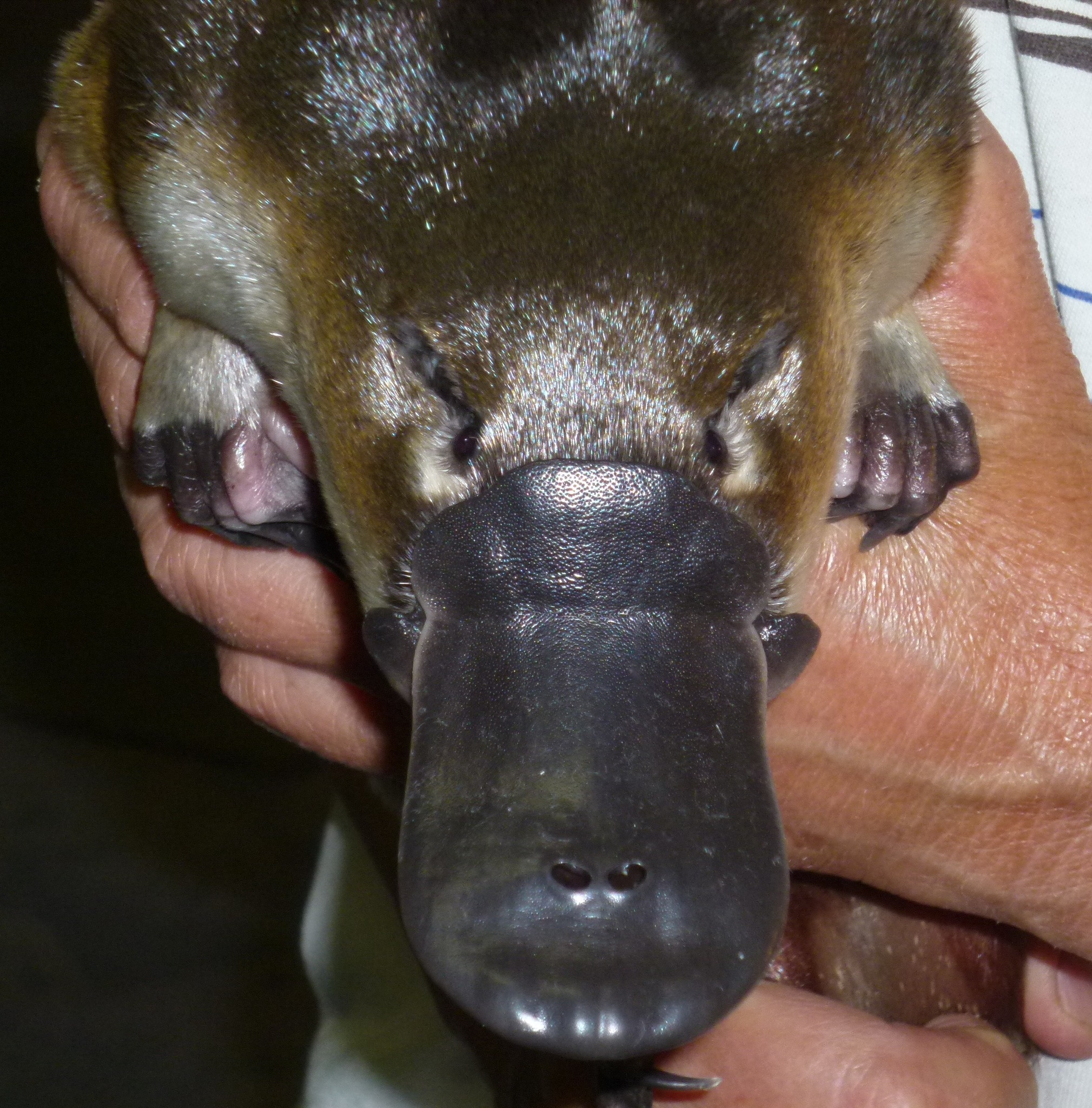 No momento, não existe um antídoto aprovado para esse tipo de veneno. São utilizados  somente anestésicos que bloqueiam os nervos, como a bupivacaína, que também visam a diminuir a dor.