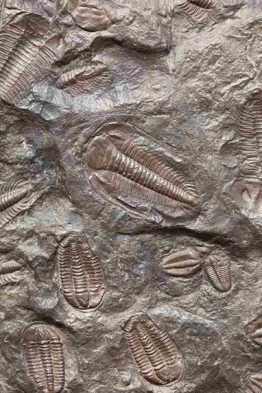 Estima-se que elas permaneceram escondidas por 490 milhões de anos. Para alguns cientistas, elas podem ser a peça final do quebra-cabeça da Terra Antiga. Isso porque os trilobitas viveram às margens de Gondwana, antigo supercontinente que incluía a Austrália. 