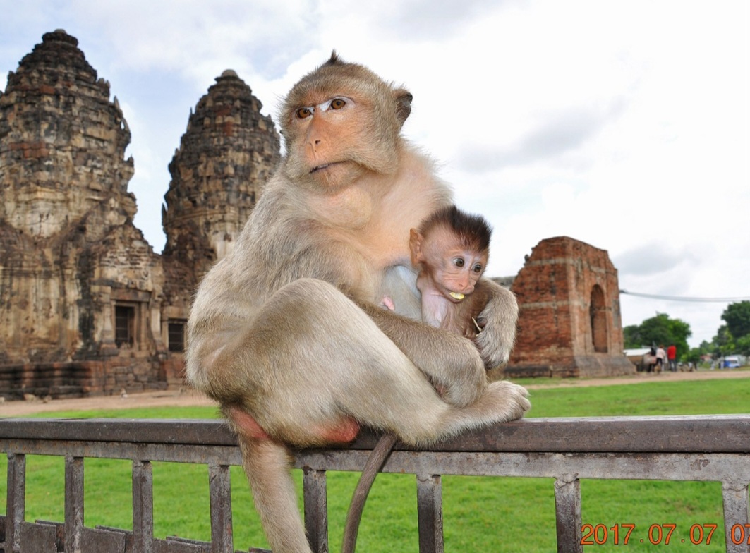 Em 2020, houve até uma campanha de esterilização para que eles parassem de procriar. Mas até agora isso não surtiu efeito. A macacada continua lotando os bairros de Lopburi e causando prejuízos a quem vive no local. 