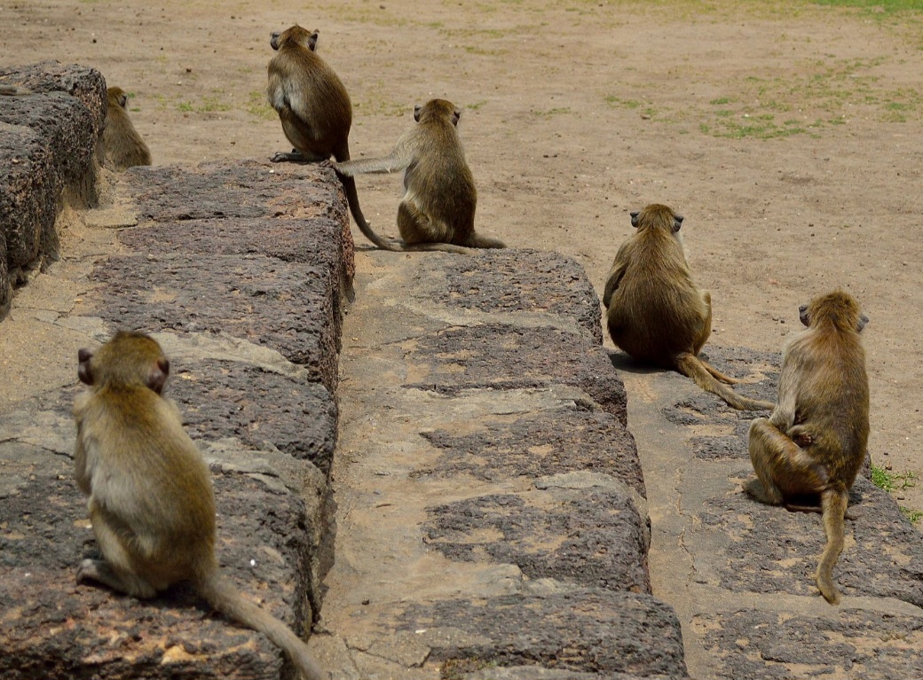 Faz tempo que os macacos fazem parte da paisagem urbana de Lopburi. A cidade investiu nesse tipo de atrativo para receber turistas. As pessoas posavam para fotos com os macacos e se acostumaram a vê-los em tudo que é lugar. Com a pandemia, a situação mudou, pois os animais passaram a agir de forma destrutiva.