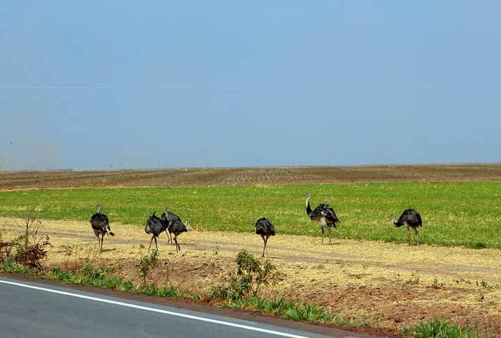 Estes números, portanto, refletem o  grande aumento das áreas usadas no Brasil para a atividade de agropecuária.