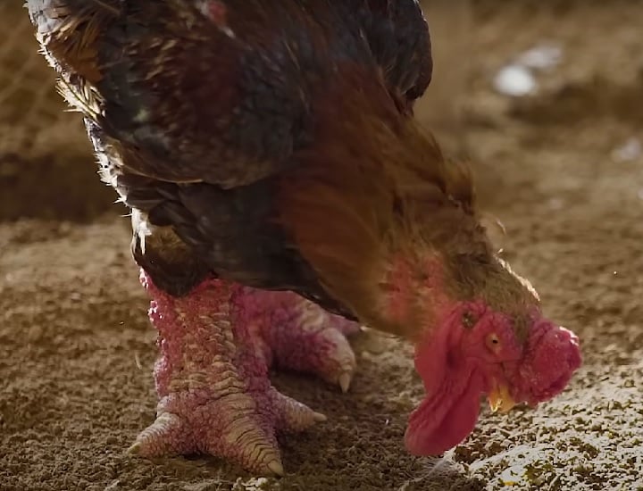 Essas galinhas têm uma história misteriosa e cheia de lendas que datam de muitos séculos atrás. Antigamente, as pessoas acreditavam que essas aves haviam sido criadas para lutas de galos por causa de seus músculos fortes.