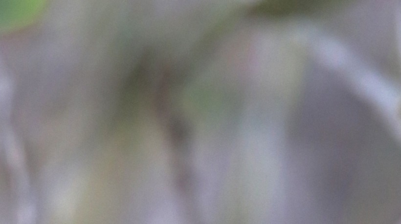 Temperaturas baixas no Ceará. Beija-flor na Reserva Serra das Almas, em Crateús, no sertão dos Inhamuns. 2022 (Foto: Demitri Túlio)