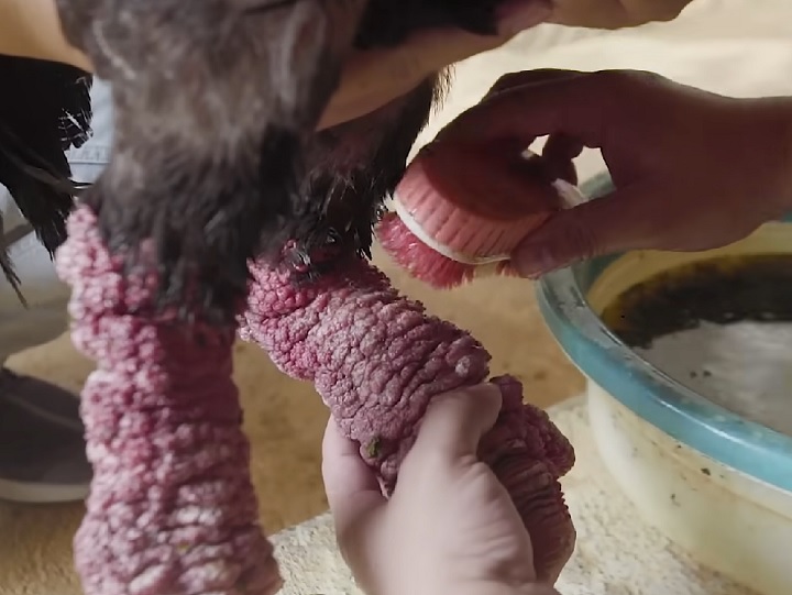 Devido à sua raridade e características únicas, a criação de galinhas Dong Tao exige cuidado e atenção especial. A alimentação, o manejo e a reprodução precisam ser cuidadosamente monitorados para garantir a saúde e o bem-estar das aves.