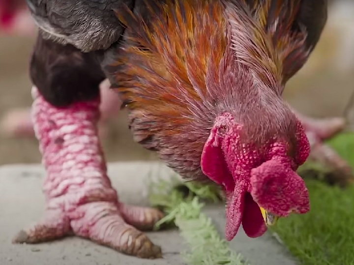 Essa característica peculiar é resultado de uma mutação genética e as torna únicas entre as raças de galinhas.