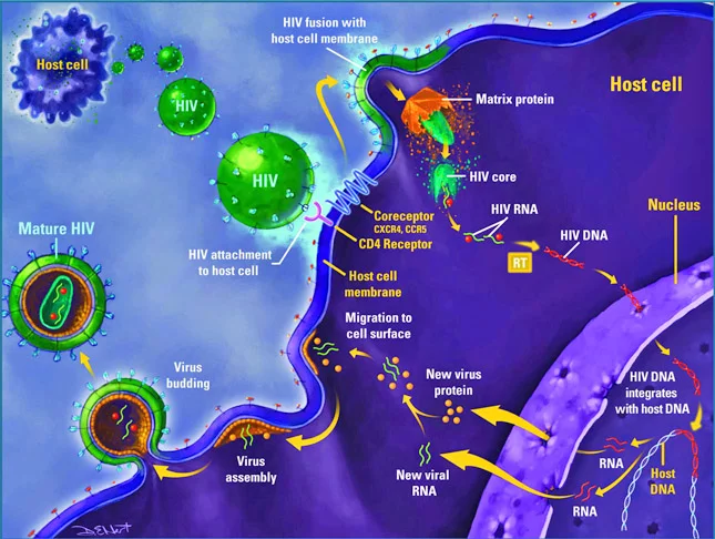 O HIV, uma vez dentro do corpo, age destruindo o nosso sistema imunológico. Assim, o portador do vírus fica suscetível a doenças oportunistas' como tuberculose e pneumonia...e uma delas pode acabar levando o soropositivo à morte. 