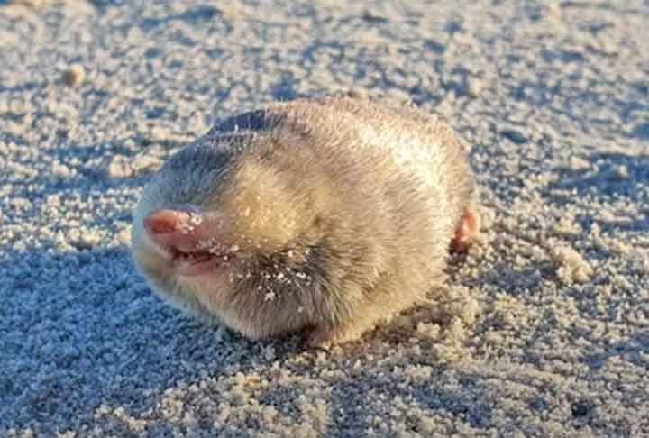 Os autores do estudo pesquisaram 18 quilômetros de dunas por dia, a fim de detectar a toupeira usando o DNA que os animais liberam à medida que se movem pelo ambiente.