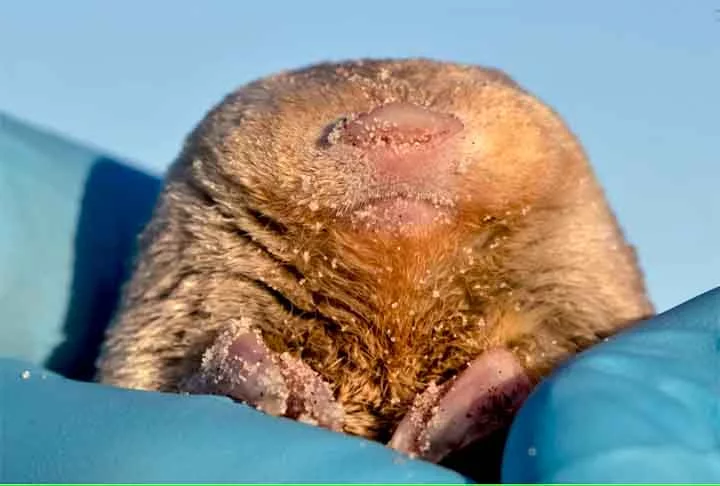 A equipe percebeu, depois de 100 amostras de solo, que havia toupeiras-douradas vivendo nas dunas ao longo da costa noroeste da África do Sul.