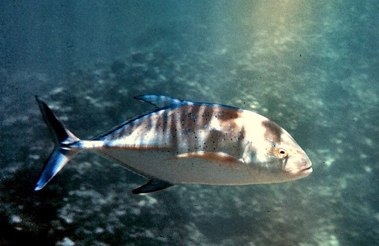 No Atlântico, essa entidade é a Comissão Internacional para a Conservação do Atum Atlântico, ou ICCAT, responsável por definir cotas específicas de pesca para as diversas espécies de atuns, incluindo o Atum Azul do Atlântico.