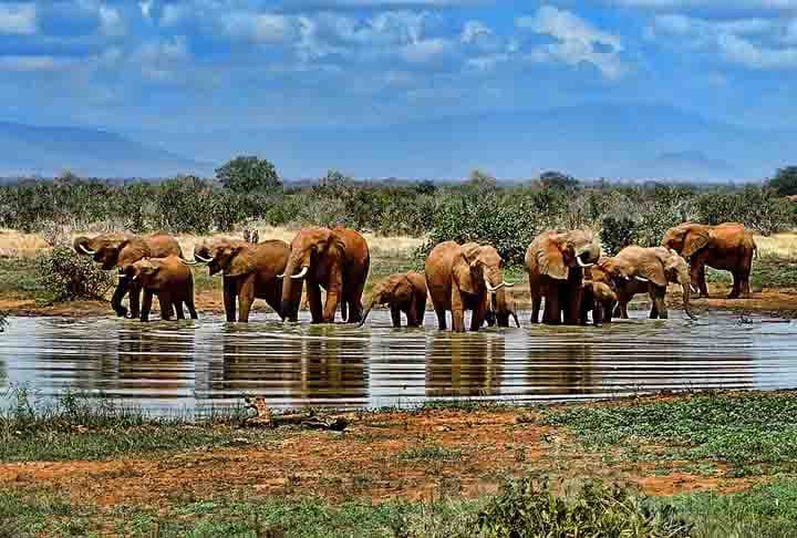 A diversidade de vida é possível de se ver em um safári na África do Sul, tanto da fauna, quanto da flora. São diversos animais como leões, rinocerontes, elefantes, zebras, girafas, guepardos, búfalos, hienas, entre outros. 