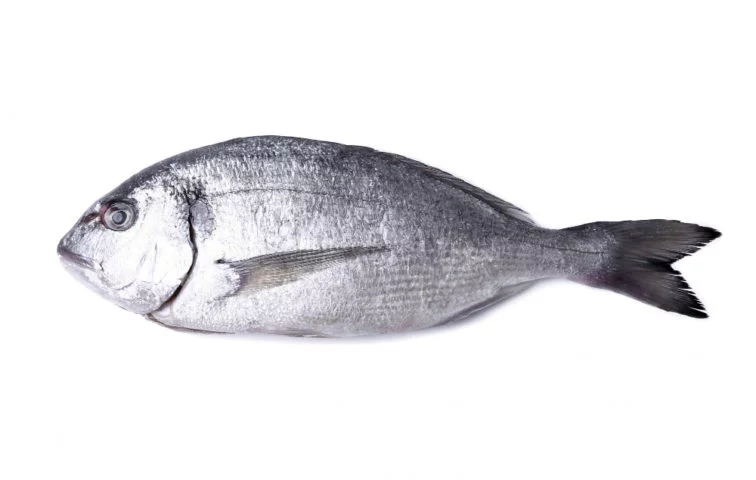 Além do alto teor de gordura, a carne do bluefin tem mais acidez que atuns comuns.