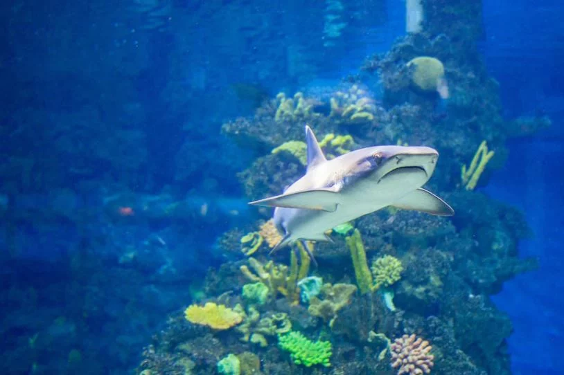 Em vez de ser embalada com rotulagem adequada, a carne de tubarão é vendida no Brasil normalmente como cação, um nome ambíguo usado para várias espécies, disse Gil, da Sea Shepherd Brasil, ONG de conservação da vida marinha.