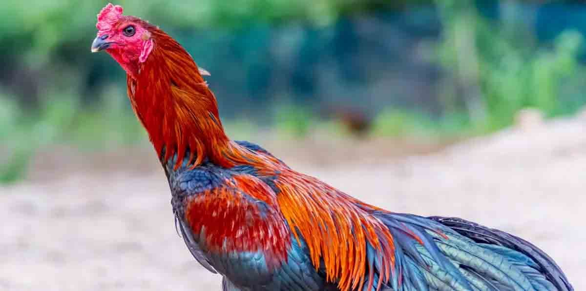 Galinhas e galos da raça vivem em média de cinco a dez anos. 