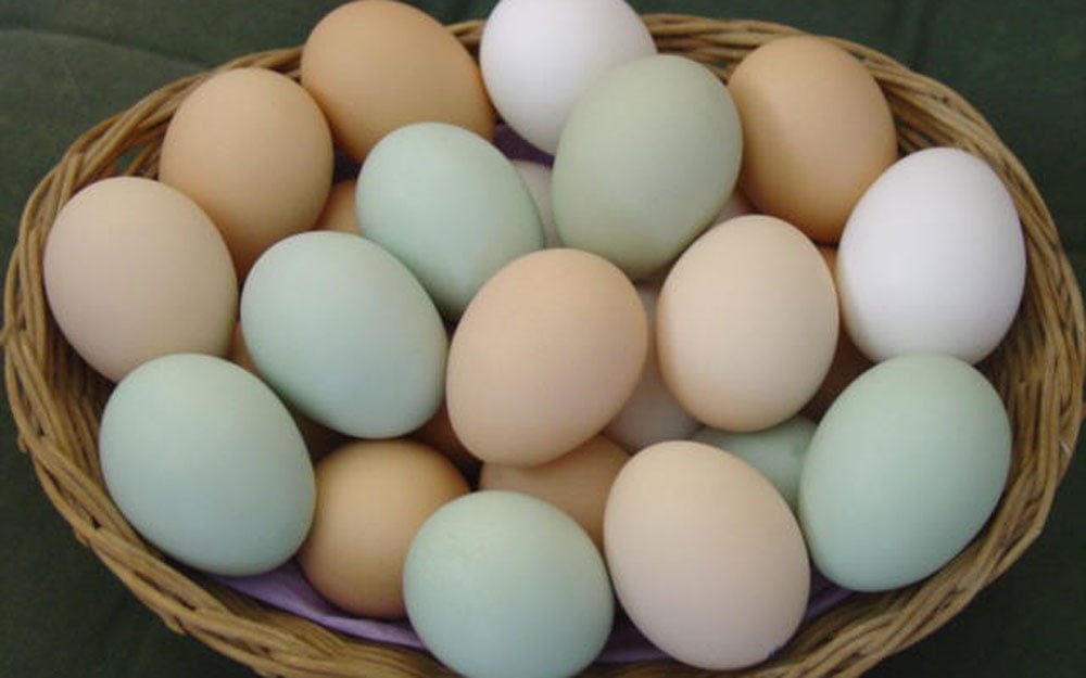 A coloração dos ovos é variada: branco, bege, vermelho, azul e verde.