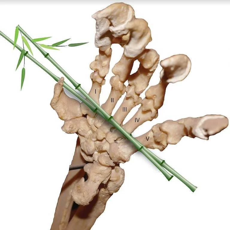 A espécie possui um polegar falso, assim como os seus primos de cor preta. O falso dedo é apenas um osso do pulso estendido.